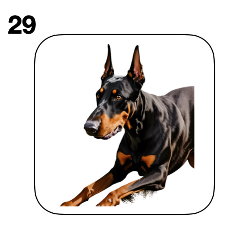 Coasters - 42x different images of Doberman dog breed