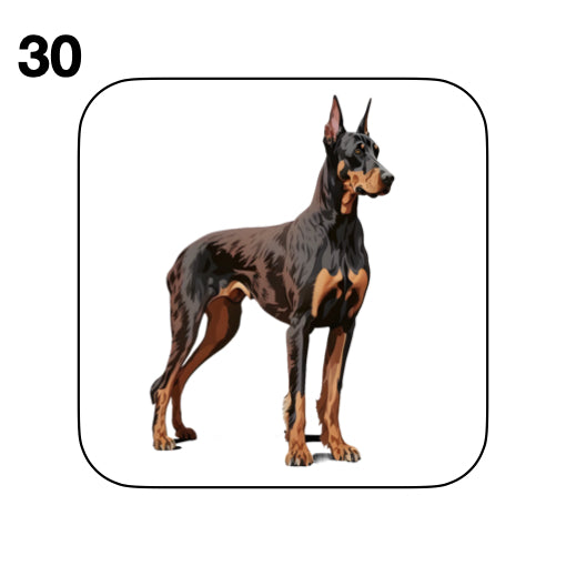 Coasters - 42x different images of Doberman dog breed