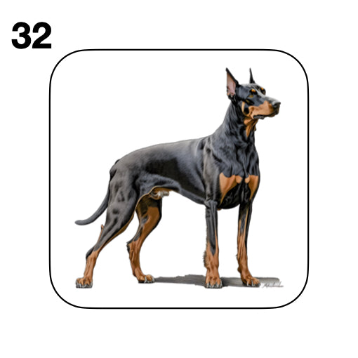 Coasters - 42x different images of Doberman dog breed