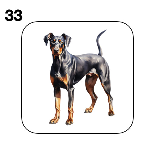 Coasters - 42x different images of Doberman dog breed