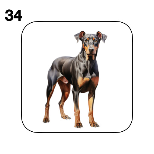 Coasters - 42x different images of Doberman dog breed