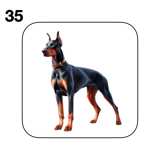 Coasters - 42x different images of Doberman dog breed