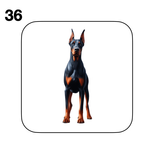 Coasters - 42x different images of Doberman dog breed