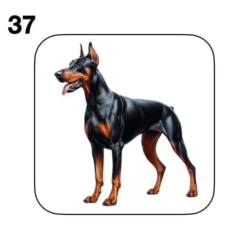 Coasters - 42x different images of Doberman dog breed