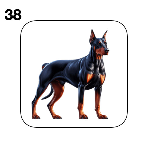 Coasters - 42x different images of Doberman dog breed