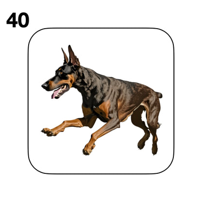 Coasters - 42x different images of Doberman dog breed