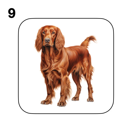 Coasters - 13x different images of Irish Red Setter dog breed