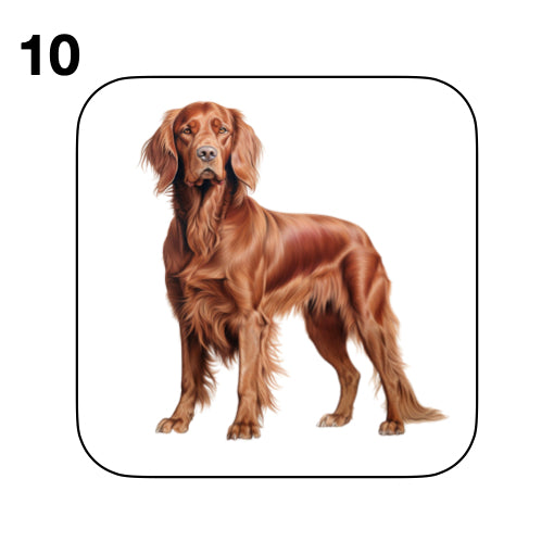 Coasters - 13x different images of Irish Red Setter dog breed