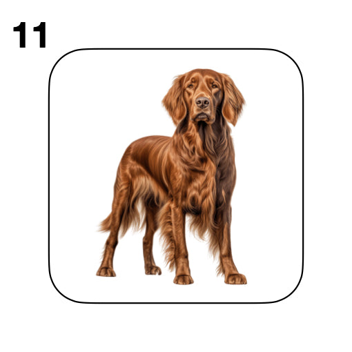 Coasters - 13x different images of Irish Red Setter dog breed