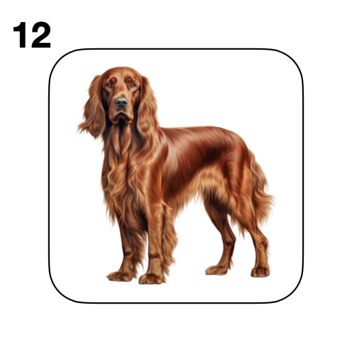 Coasters - 13x different images of Irish Red Setter dog breed
