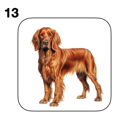 Coasters - 13x different images of Irish Red Setter dog breed