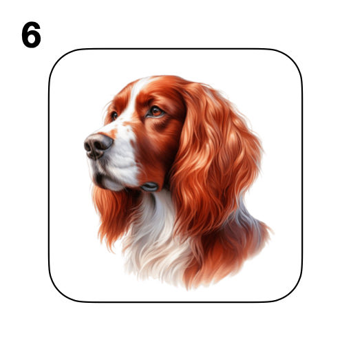 Coasters - 8x different images of Irish Red & White Setter dog breed