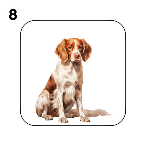Coasters - 8x different images of Irish Red & White Setter dog breed