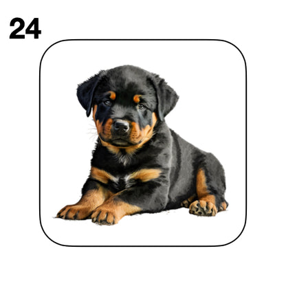 Coasters - 48x different images of Rottweiler dog breed