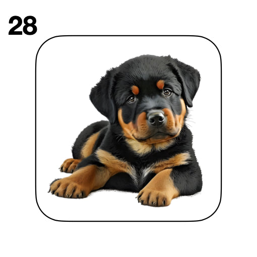 Coasters - 48x different images of Rottweiler dog breed