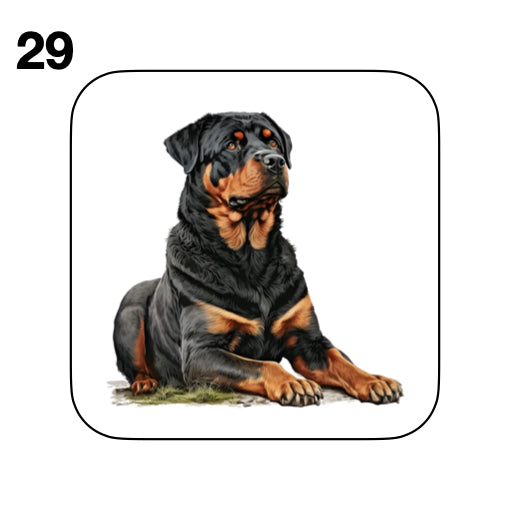 Coasters - 48x different images of Rottweiler dog breed