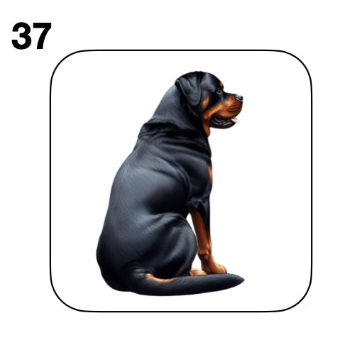 Coasters - 48x different images of Rottweiler dog breed
