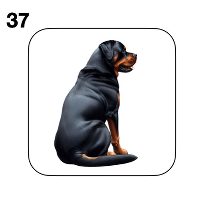 Coasters - 48x different images of Rottweiler dog breed