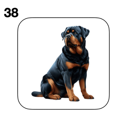 Coasters - 48x different images of Rottweiler dog breed