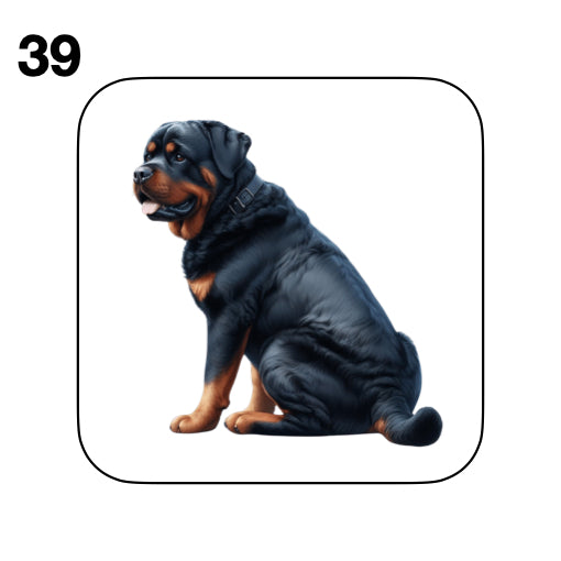 Coasters - 48x different images of Rottweiler dog breed