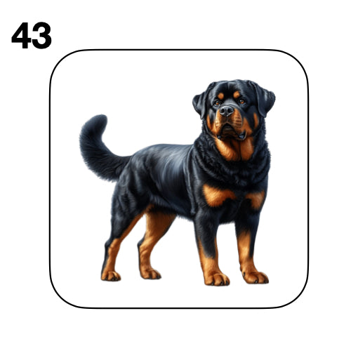 Coasters - 48x different images of Rottweiler dog breed