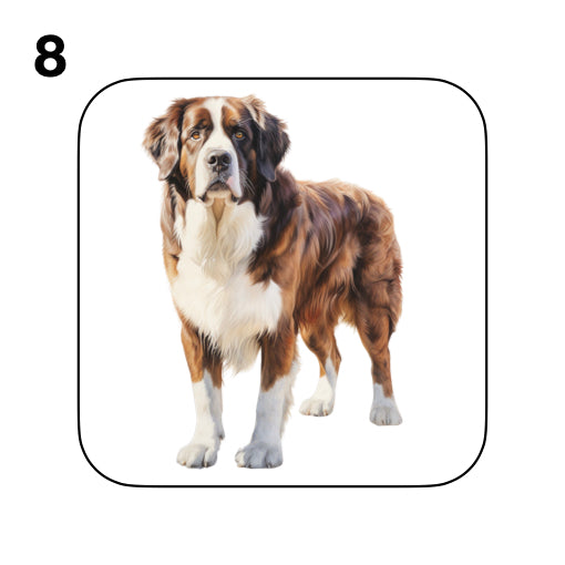 Coasters - 20x different images of St Bernard dog breed