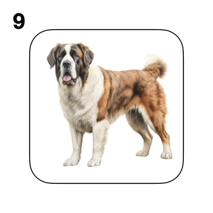 Coasters - 20x different images of St Bernard dog breed