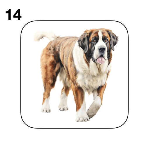 Coasters - 20x different images of St Bernard dog breed