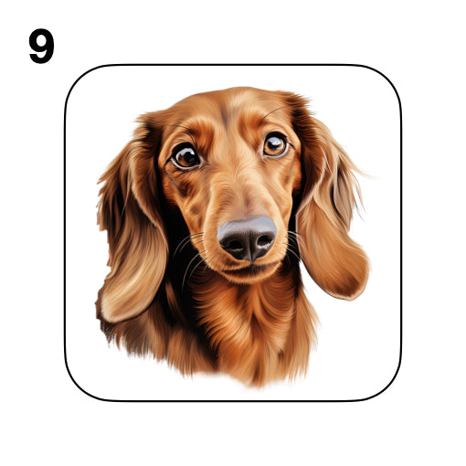 Coasters - 53x different images of Dachshund dog breed