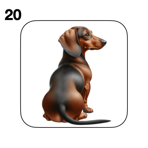 Coasters - 53x different images of Dachshund dog breed