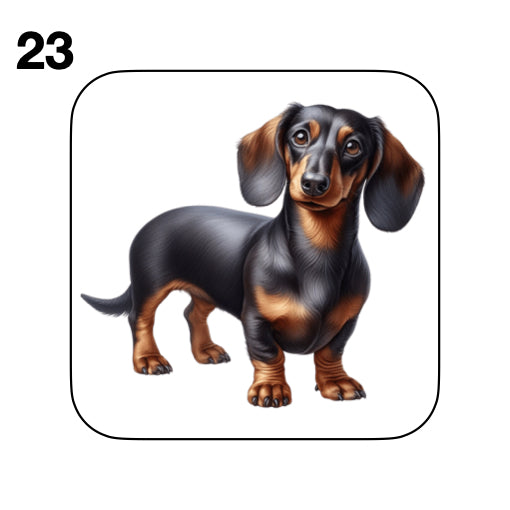 Coasters - 53x different images of Dachshund dog breed