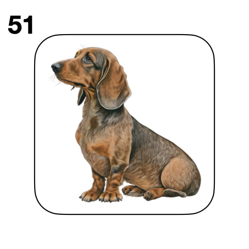 Coasters - 53x different images of Dachshund dog breed