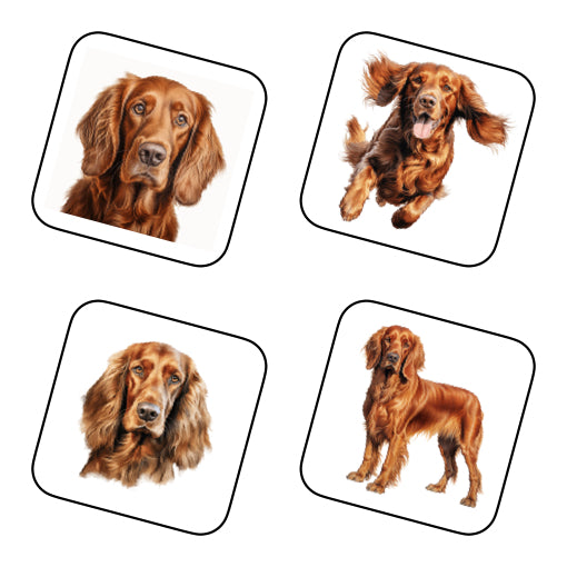 Coasters - 13x different images of Irish Red Setter dog breed